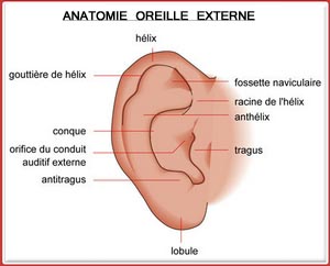 anatomie-oreille-externe